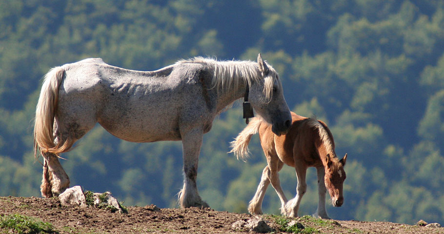 Cavalli del Mugello 4(DE)