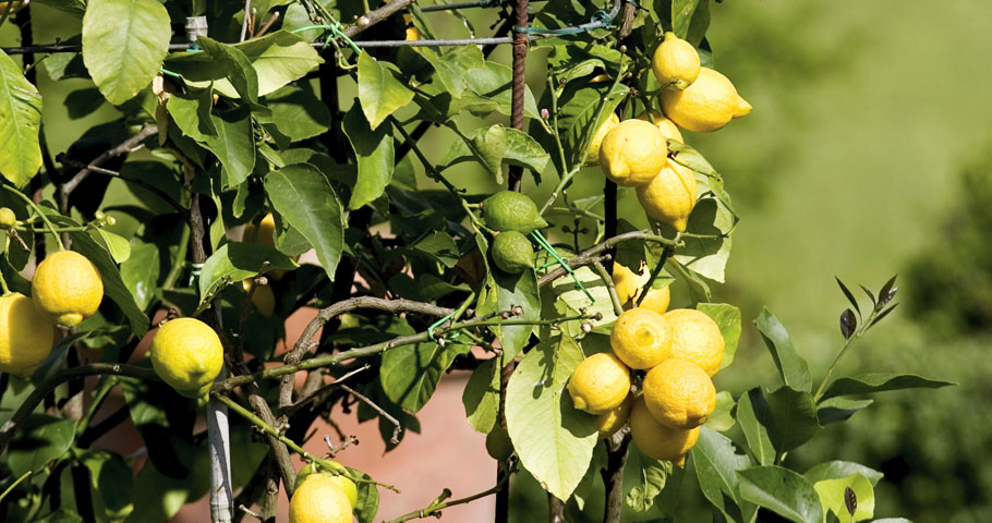 Il Parco Tenuta Il Cerro 4(EN)