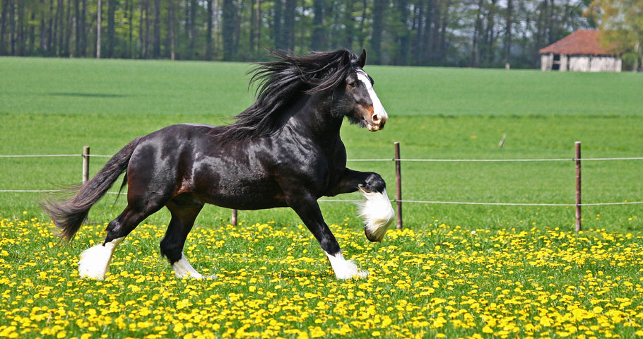 Holiday horseback excursions Tuscany Tenuta Il Cerro Horse riding near Florence equestrian Mugello nature holidays
